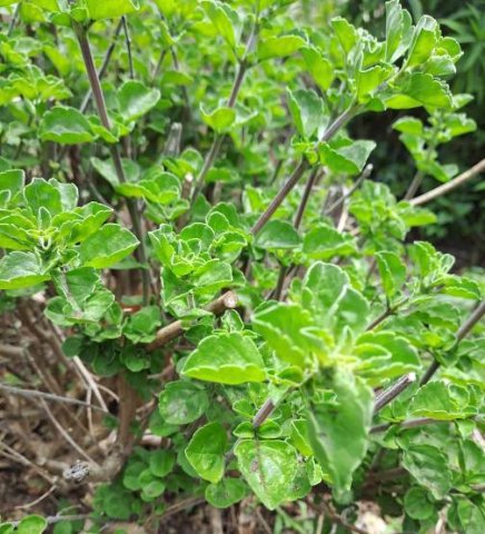 Syncolostemon rotundifolius